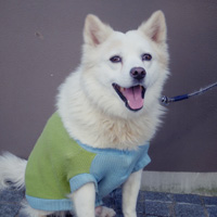 成増店看板犬のタロウ